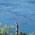 Seagulls looking for food in the strong and turbulence Rystraumen (narrow channel with tides up to 8kn).