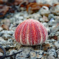 One of many washed-up sea urchins. They range in color from yellow to red to blue.