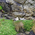 Gulls nesting in the harbor perimeter