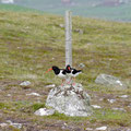 Oystercatchers