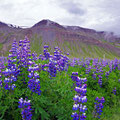 Lupins, covering sometimes the whole montain sides