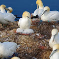 ... and more Gannets