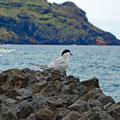 A tern (Seeschwalbe)