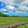 Field on Terceira