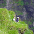 Puffins coming out their caves