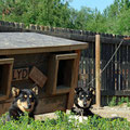 Sled dogs, waiting for the winter.