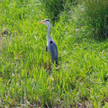 A heron