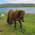 Small Shetpland ponies,- they roam free in big parts of the island.