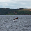 Dophins in Inverness Firth