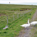 Blocked road by swans