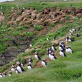 Around 100'000 puffin couples nesting on Grimsey