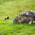 Oystercatcher