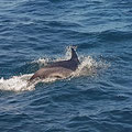 Again dolphins following most of the journey