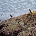 Cormorans sunbathing