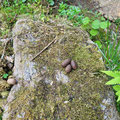 Moose droppings - and around the next bend a young male crossed our path (we an him where frightenden and he jumped in the bushes and run away.