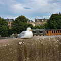 Nosy seagulls everywhere