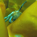 or crabs.