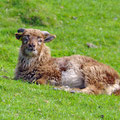 Faroe sheep - they have a much differnt wool then the ones form Iceland or Shetland