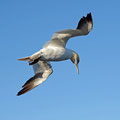 Gannet