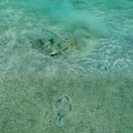 Sandfishes in the bay of Praia do Vitoria