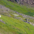 Whooper swans