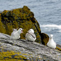 Gulls fighting about a female