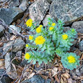 Flowers around every corner (usually there would be still snow).