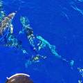 Dolphins in front of the boat