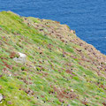 Hundrets of puffins on the cliffs of the east coast