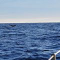 Diving whales right beside us