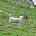 Curious lamb, that went chasing a rabit