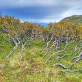 Very slowly, the fall is arriving, and soon there will be a lot of snow.
