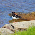 Oystercatcher on the beach.