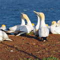 Gannets all over the island