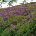 Rhododendron every where