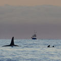 Best conditions to spot Orcas with their young. All the whales arrived now due to the herrings.
