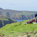 Curious puffins