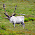 ...in the mointains up north from Tromsø.
