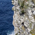 Hundreds of nesting Gannets, gulls and puffins