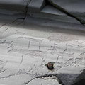 ...where the well-known (2'000 - 6'500 year old) rock carvings can be admired.