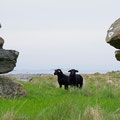 Sheeps grazing freely all over the island.