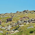 Domestic reindeers - soon they will be collected and taken to the butcher.
