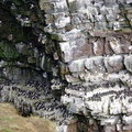 Amazing seabird colonies