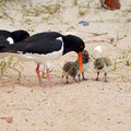 Oystercatcher family - one parent's always protecting the chicks, while the other's getting food
