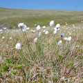 Cotton grass.