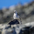 Another curios bird.