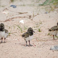 Curious chicks