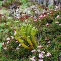 And all imaginable forms of mosses.