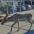 Reindeers walking trough the town.