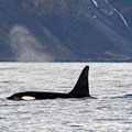 A bit further out we met an other Orca...